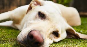 carprofen for dogs what it is how it works dosage and