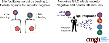 It passes easily through direct or indirect contact with an infected . Virus Host Interactions Between Nonsecretors And Human Norovirus Cellular And Molecular Gastroenterology And Hepatology