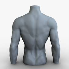3d Male Female Mannequins Body Anatomy Anatomy For Artists Anatomy Reference