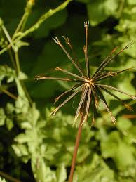 Image result for Bidens bipinnata