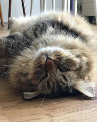 Pin By Saniye Sekerci On Kitties Cats Cute Animals Crazy Cats