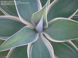 As with many plants, you'll find a few select varieties or cultivars available. Plantfiles Pictures Agave Foxtail Agave Dragon Tree Agave Spineless Century Plant Ray Of Light Agave Attenuata By Metrosideros