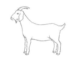 Draw a small rectangle slanted down and to the right diagonally connected to the goat's head. How To Draw A Goat Step By Step Guide How To Draw Goat Drawing Goat Paintings Goat Art