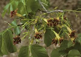 Image result for Markhamia zanzibarica