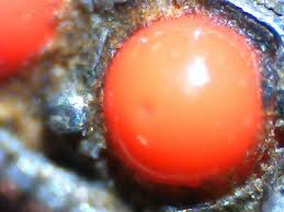How to clean coral stone. Coral Value Price And Jewelry Information International Gem Society
