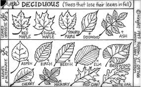 Deciduous Preschool Lesson Plans Themes Biomes Activities