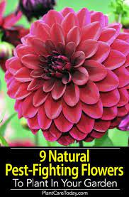 There's no need for harsh pesticides or chemicals just these simple. 9 Natural Pest Fighting Flowers To Plant In Your Garden Garden Pest Control Garden Pests Planting Flowers