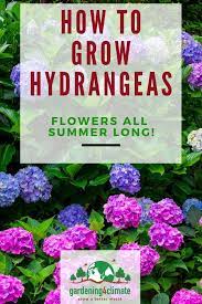 Pin On Easy Flower Gardening Ideas