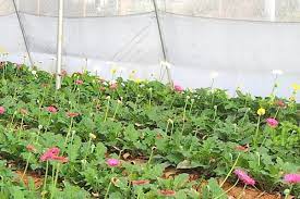 Gerbera Flower Farming Information Guide Agri Farming
