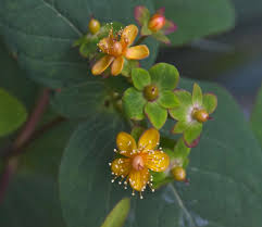 Image result for Hypericum humbertii