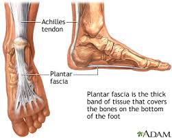 You can develop tendonitis of the tibialis anterior tendons, which run from the middle of your leg down to the middle of your foot, says jacob wynes, d.p.m., assistant. Plantar Fasciitis Medlineplus Medical Encyclopedia