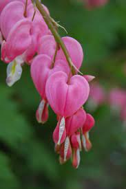 Bleeding Hearts Really Are Amazing Flowers Amazing Flowers My Flower Flowers