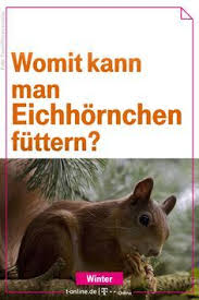 Eichhornchen Im Winter Futtern Oder Nicht Eichhornchen Im Winter Eichhornchen Futtern Eichhornchen