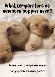 It can cause hypothermia if the newborn's temperature drops below the normal level, which may be the solution is to keep them clean and warm, so the need for the best bedding for newborn puppies comes. What Temperature Do Newborn Puppies Need What You Need To Know Easy Spaniel Training