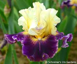 Frenchglen Tall Bearded Iris In 2021 Iris Flowers Iris Garden Purple Iris