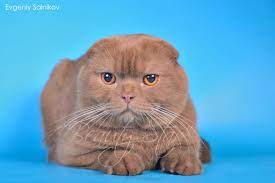 cinnamon scottish fold cat scottish fold scottish fold cattery