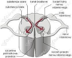 Jest częścią ośrodkowego układu nerwowego. Rysunek Przedstawia Przekroj Przez Rdzen Zadanie 4 Teraz Matura Biologia Zadania I Arkusze Maturalne Po Gimnazjum Strona 128
