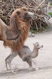The two outer eyelids have eyelashes while the innermost eyelid does not have lashes. Love These Camels