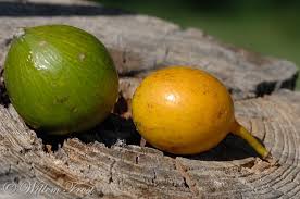 Image result for Cordyla