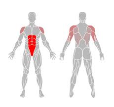 Name the main muscles of the shoulder, arm, forearm, thigh, and leg. Dd 7 May 2016 40 Long Arm Crunches The Hive