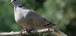 Menjual produk2 terkukur berapi (100% homemade). Tekukur 2 Balai Besar Ksda Jawa Timur