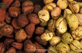 Photos And Pictures Of Kola Nuts Mild Narcotic Stimulant Popular In West Africa Kumasi Ghana The Africa Image Library Ghana West Africa Kumasi