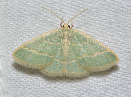 Image result for Eupithecia lanceata