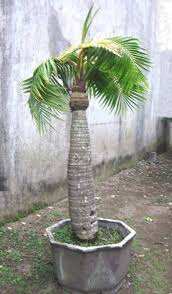 Pin Di Bonsai