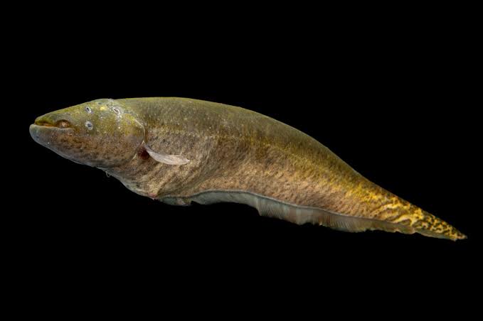 Banded Knifefish (Gymnotus carapo) - Joel Sartore