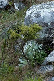 Image result for Thesium whyteanum