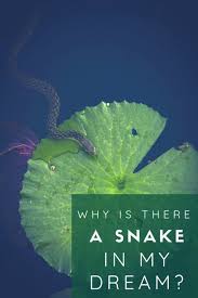 Interpreting The Meaning Of Rattlesnakes And Other Snakes In A Dream Exemplore Dream Meanings Dream Symbols Snake Meaning