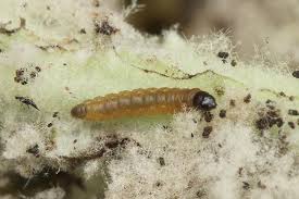 Image result for Nothris verbascella
