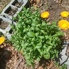 Using flowers in the vegetable garden is a really great idea, but you might be wondering how to clean up. The Best Edible Flowers For A Vegetable Garden