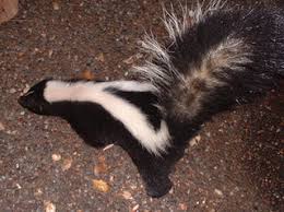 Do mothballs keep skunks out of yards? How To Evict A Skunk Out From Under Your House For Less Than 5 4 Steps Instructables