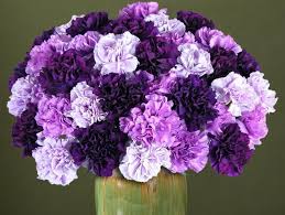 History And Meaning Of Carnations Proflowers Blog Carnation Flower Purple Carnations Purple Carnation Bouquet