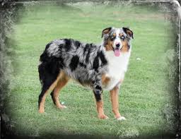 Check our social media or call/email us for more info! Males