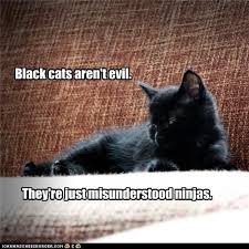 Black Cats Aren T Evil Black Cat Memes Cats Funny Cat Memes