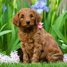 Andre is a private, caring breeder of mini labradoodle puppies for sale in the beautiful north devon area. Labradoodle Puppies For Sale Near Me 2020