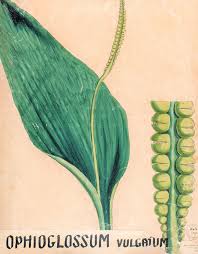 Image result for Ophioglossum vulgatum