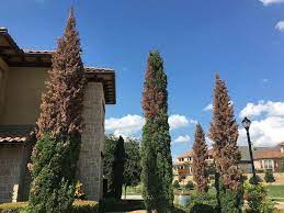 Cypress canker is a fungal disease that attacks the bark and the inner layer of wood called the cambium. Freeze Damage On Evergreen Trees Harvest