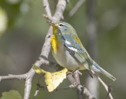 Birds Of Western North Carolina Photos Northern Parula