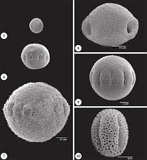 Image result for Spermacoce natalensis