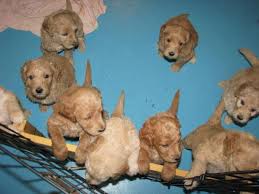 Goldilocks goldendoodles has goldendoodle puppies for sale in texas. Golden Doodle Puppies 6 Of 9 Still Available For Sale In Brantford Ontario Nice Pets Online