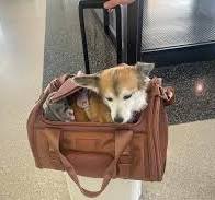 The Best Airline-approved Pet Carriers, Tested and Reviewed
