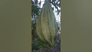 Image result for Telfairia occidentalis