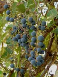 Image result for Vitis