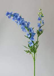 Delphinium Delphinium In 2021 Larkspur Flower Delphinium Flowers Delphinium Flower