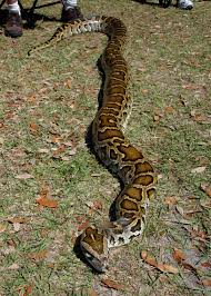 Bermese Python Never Owned One At Home But Would Regularly Fight With 12 Fts Plus At My Pet Store That Often Ended Everglades Florida Pet Snake Everglades