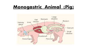 You need to get 100% to score the 12 points available. The Digestive System Ruminant Animals Monogastric Animals The