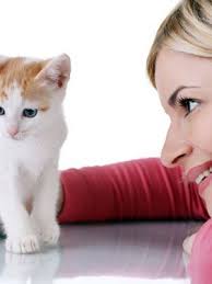 Essential Pet Supplies For New Cat Owners Goruntuler Ile Evcil Hayvanlar Evcil Hayvan Malzemeleri Kedi Malzemeleri